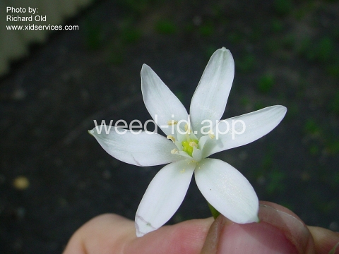 star-of-Bethlehem